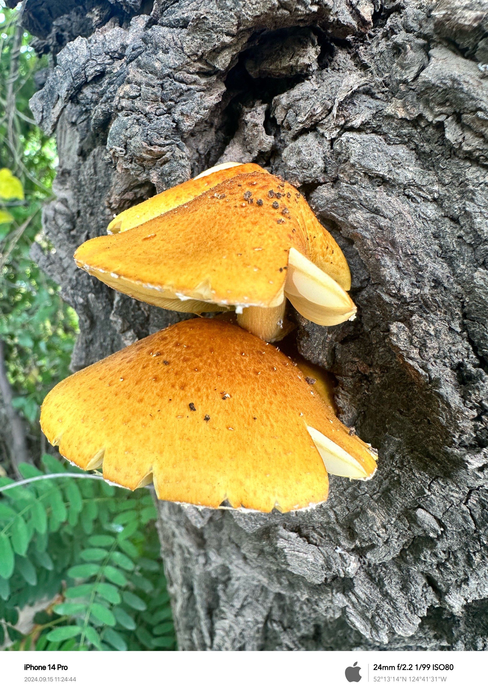 >旍?S黃煤蔢l苔獵?的简单介绍-开元棋牌平台